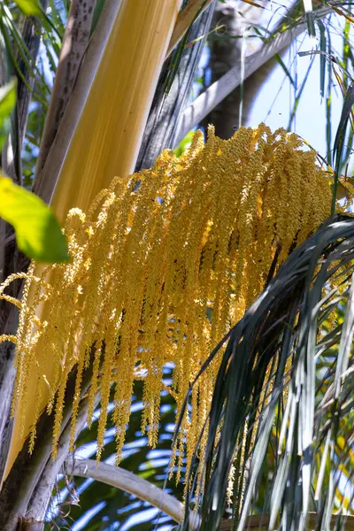 Sarı palmiye yapraklarını kapat