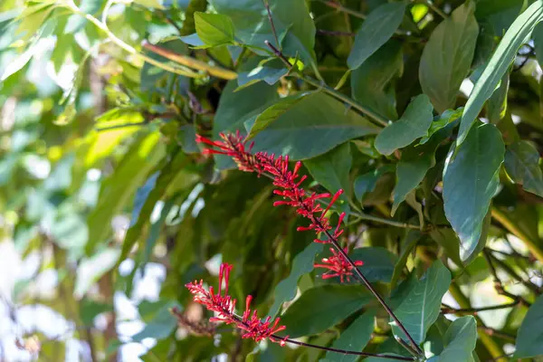 Ağacın yeşil yapraklarını kapat