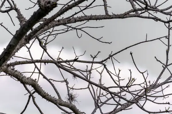 kar kış orman kaplı dalları