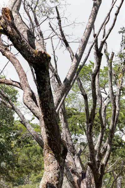 Ormanda ağaç gövdesi, bitki örtüsü, yapraklar.