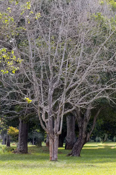 Bahçedeki ağaçlar