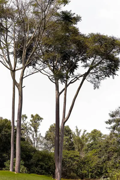 Ağaçlar ve ormanlarla dolu güzel bir manzara.