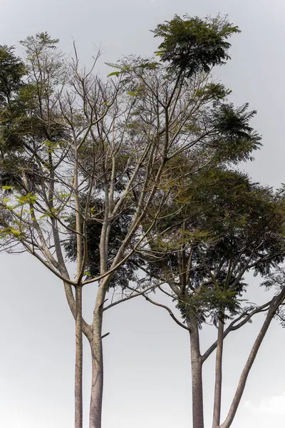 Ağaç dalları, bitki örtüsü.