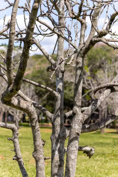 Doğa parkında ağaç gövdesi