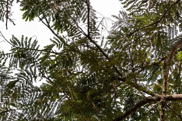 Hindistan cevizi ağaçları ve bulutlu havayla tropik bir orman.