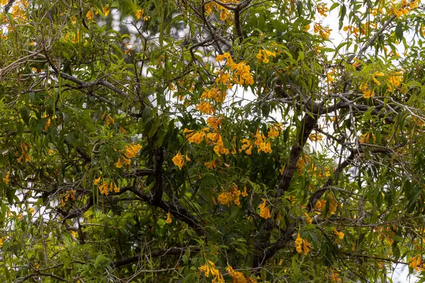 Bir ağacın sarı ve yeşil yaprakları