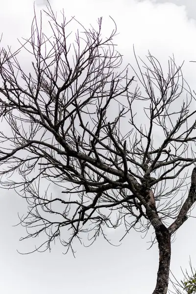 Ağaç dalları, bitki örtüsü.