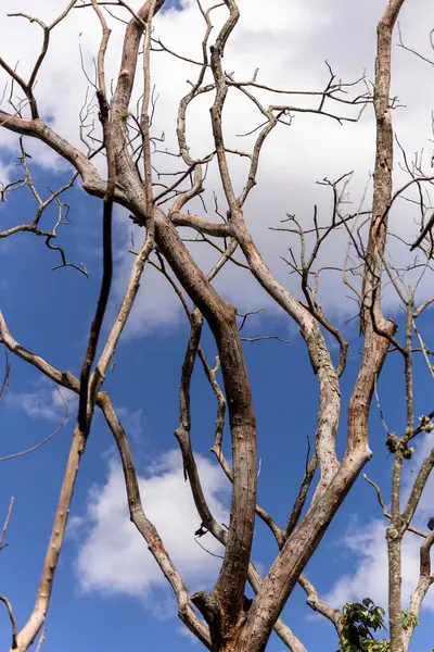 Ormandaki kuru ağaç dalları