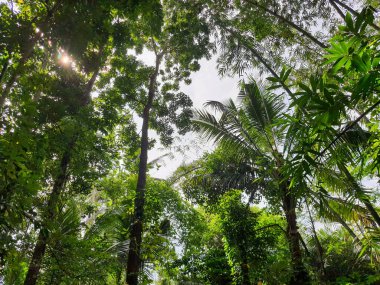 Ağaçların arasında yeşil ağaçların ve güneş ışığının parladığı bir orman atmosferinin fotoğrafı.
