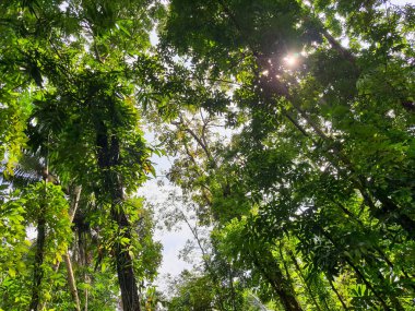 Ağaçların arasında yeşil ağaçların ve güneş ışığının parladığı bir orman atmosferinin fotoğrafı.