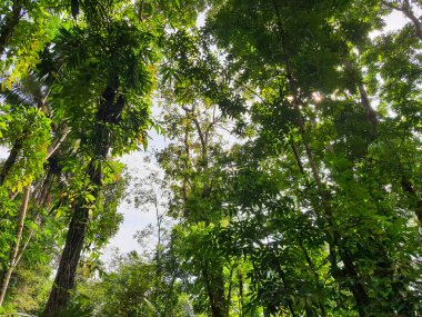 Yeşil ağaçlı bir orman atmosferinin fotoğrafı