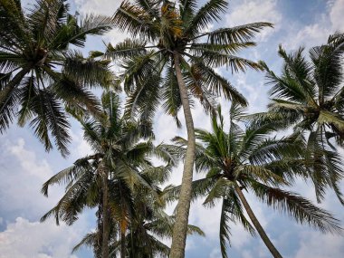 Hindistan cevizi ağaçlarının alttaki görüntüsü