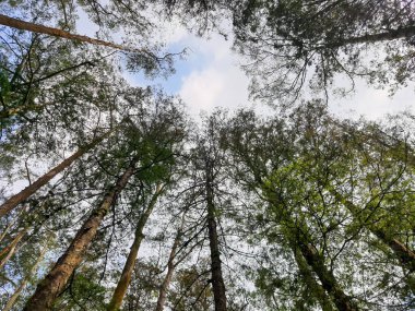 Mavi gökyüzünün altından bazı çam ağaçlarının fotoğrafları.