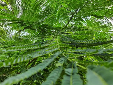 Ormandaki yeşil yaprakların fotoğrafı