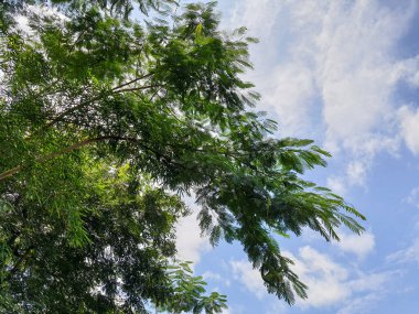 Mavi gökyüzünün altında yeşil yapraklar ve ağaçlarla ve bulutlarla dolu bir manzara fotoğrafı.