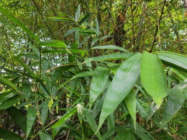 Yeşil bambu yaprağının fotoğrafı.