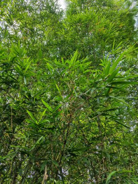 Yeşil bambu yaprağının fotoğrafı.