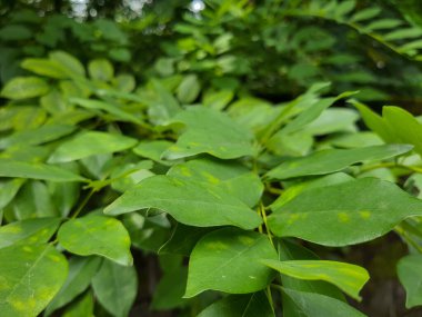Ormandaki yeşil yaprakların fotoğrafı