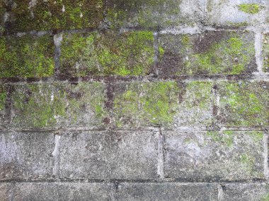 Yosun kaplı beton bir duvarın fotoğrafı.