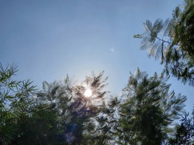 Mavi gökyüzünün altında yeşil yapraklar ve ağaçlarla ve bulutlarla dolu bir manzara fotoğrafı.