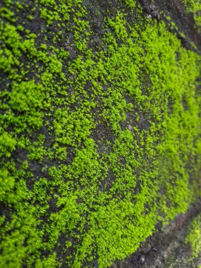 Yosun kaplı beton bir duvarın fotoğrafı.