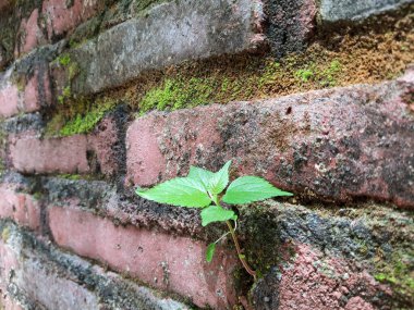 Kırmızı tuğla duvardaki küçük yeşil yaprakların fotoğrafı.