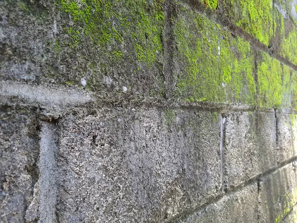 Yosun kaplı beton bir duvarın fotoğrafı.