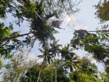 Ormanın ortasındaki ağaçların fotoğrafı.