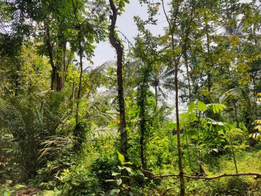 Yeşil ağaçlı bir orman atmosferinin fotoğrafı