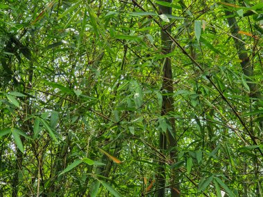 Yeşil bambu yaprağı fotoğrafı.