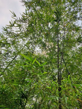 Yeşil bambu yaprağı fotoğrafı.
