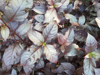 Açık hava parkındaki bazı yaprakların fotoğrafı.