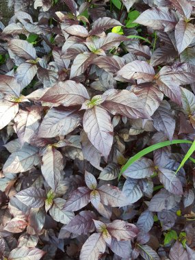 Açık hava parkındaki bazı yaprakların fotoğrafı.