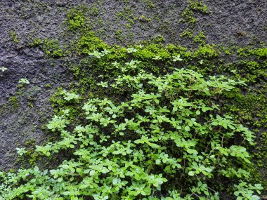 Çimento tuğlasında bir bitki ve yosun fotoğrafı.
