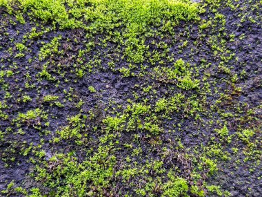 Beton tuğladaki yosunların fotoğrafı.