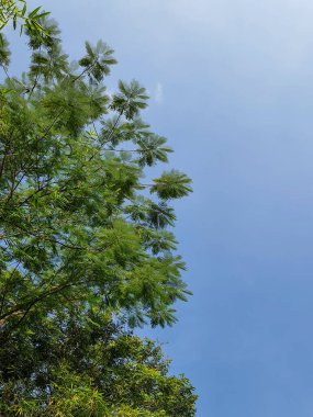 Mavi gökyüzünün altında bazı ağaçların olduğu bir manzara fotoğrafı ve bazı fotokopi alanları.