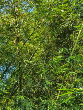 Yeşil bambu yaprağının fotoğrafı.