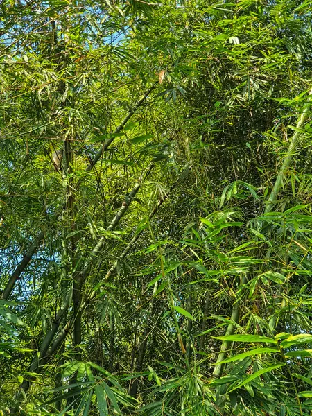 Yeşil bambu yaprağının fotoğrafı.