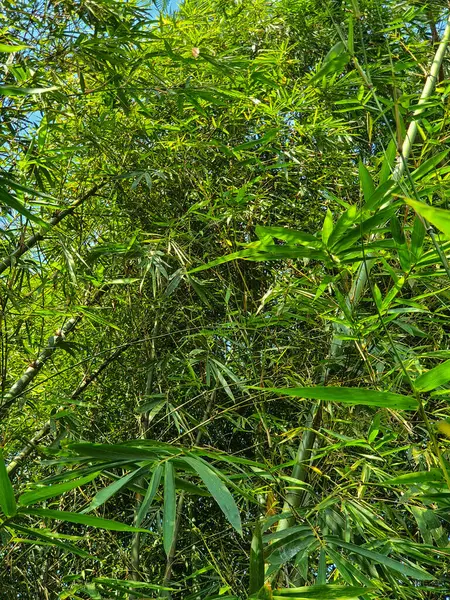 Yeşil bambu yaprağının fotoğrafı.