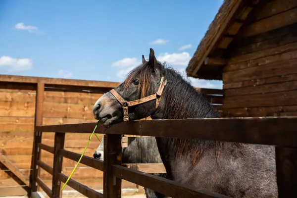 Красивая Конная Лошадь Кормит Конюшне — стоковое фото