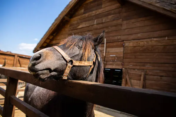Портрет Красивой Лошади Конюшне — стоковое фото