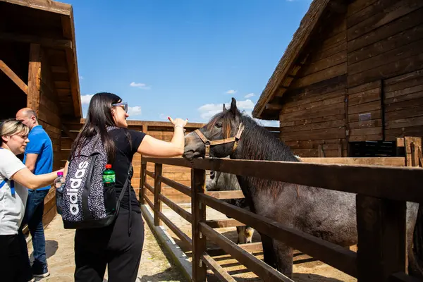 セルビアのヴィンカ 2023年4月 セルビアのヴィンカにあるマリ ダナヴ リトル ダナブ と呼ばれる農学部の観光地で馬を食べる人々 — ストック写真