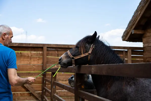 Vinca Sérvia Abril 2023 Homem Alimentando Cavalo Propriedade Turística Turística — Fotografia de Stock