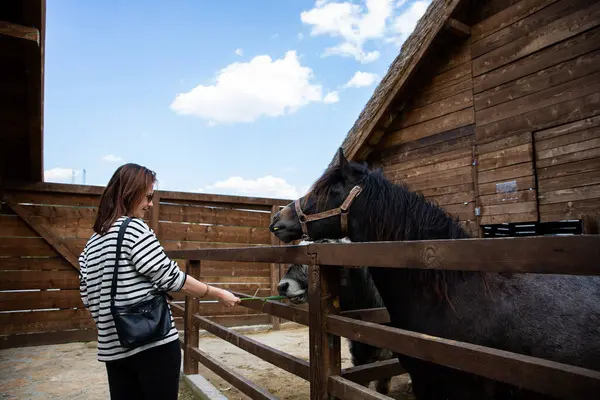 Винча Сербия Апрель 2023 Женщина Кормит Лошадей Туристическом Экскурсионном Факультете — стоковое фото