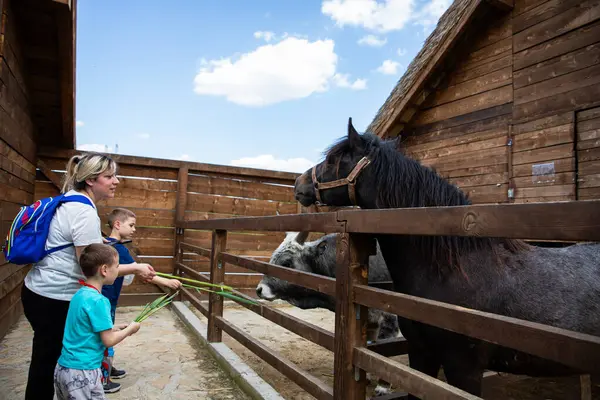 Vinca Sérvia Abril 2023 Mulher Crianças Alimentando Cavalo Propriedade Turística — Fotografia de Stock