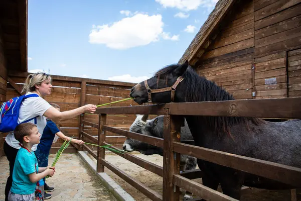 Vinca Serbia Abril 2023 Mujer Niños Alimentando Caballo Propiedad Turística — Foto de Stock