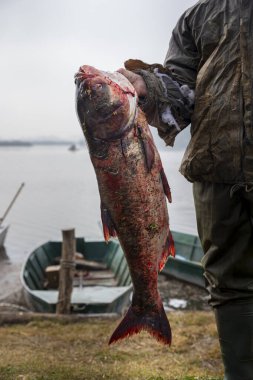 Fisherman holding Bighead carp fish by the lake. Hypophthalmichthys is a genus of large cyprinid fish  clipart