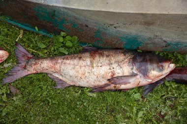 Bighead carp fish on the lakes shore. Hypophthalmichthys is a large cyprinid fish  clipart