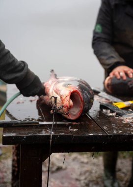 Fisherman filleting Bighead carp fish by the lake. Hypophthalmichthys is a genus of large cyprinid fish  clipart