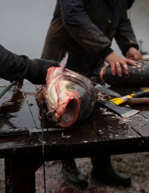 Fisherman filleting Bighead carp fish by the lake. Hypophthalmichthys is a genus of large cyprinid fish  clipart